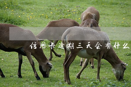 信用卡逾期三天会有什么后果 信用卡逾期三天会有什么后果