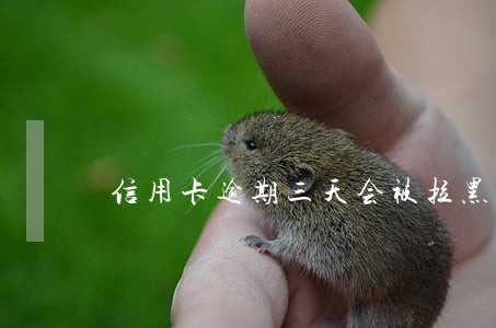 信用卡逾期三天会被拉黑吗 信用卡逾期三天会被拉黑吗