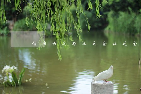 信用卡逾期三天会让还全款吗 信用卡逾期三天会让还全款吗