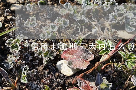 信用卡逾期三天内怎么算时间 信用卡逾期三天内怎么算时间