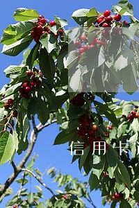 信用卡逾期三天收利息1600 信用卡逾期三天收利息1600
