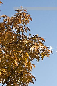 信用卡逾期三天罚金 信用卡逾期三天罚金