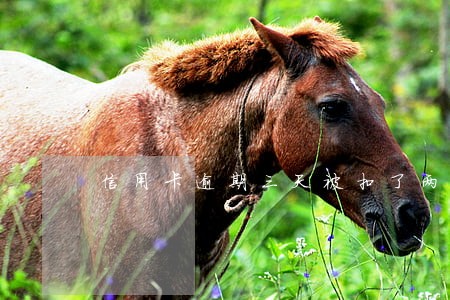 信用卡逾期三天被扣了两百多