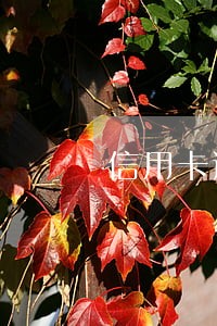 信用卡逾期三天还能用吗