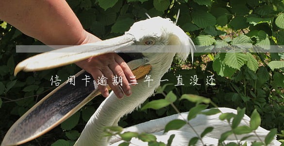 信用卡逾期三年一直没还
