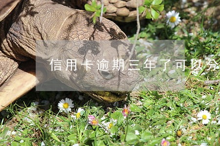 信用卡逾期三年了可以分期吗 信用卡逾期三年了可以分期吗
