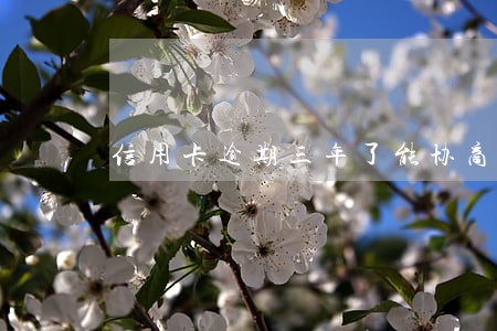 信用卡逾期三年了能协商吗 信用卡逾期三年了能协商吗