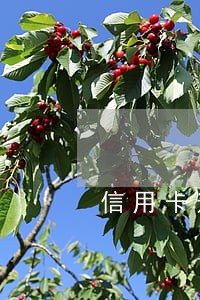信用卡逾期三年已还清会上征信吗