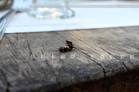 信用卡逾期三年微信会被冻结吗 信用卡逾期三年微信会被冻结吗