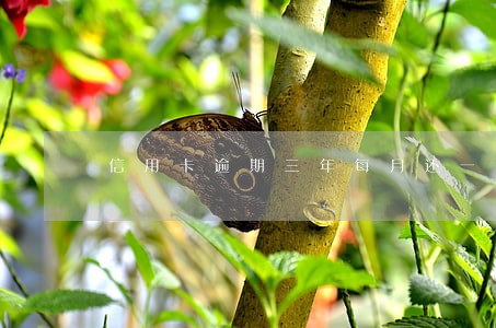 信用卡逾期三年每月还一百 信用卡逾期三年每月还一百