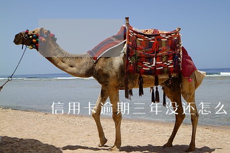 信用卡逾期三年没还怎么处理 信用卡逾期三年没还怎么处理