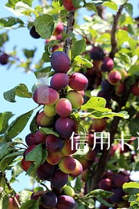信用卡逾期三年网吧上网可以吗 信用卡逾期三年网吧上网可以吗