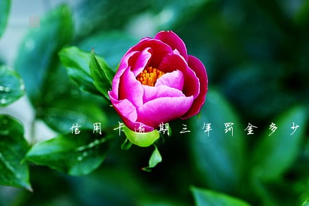 信用卡逾期三年罚金多少 信用卡逾期三年罚金多少