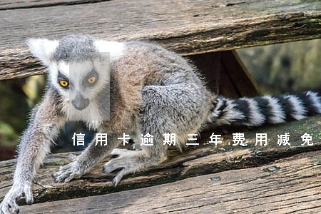 信用卡逾期三年费用减免 信用卡逾期三年费用减免