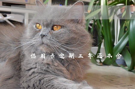 信用卡逾期三年还本金 信用卡逾期三年还本金