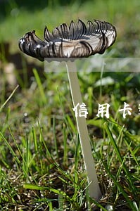 信用卡逾期三期什么意思 信用卡逾期三期什么意思