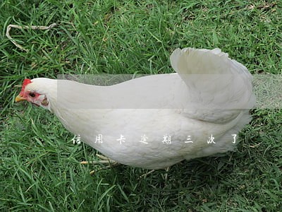 信用卡逾期三次了 信用卡逾期三次了