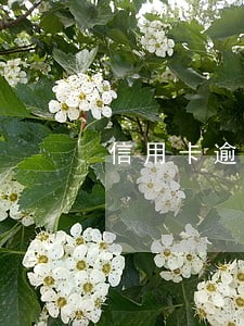 信用卡逾期三次的后果
