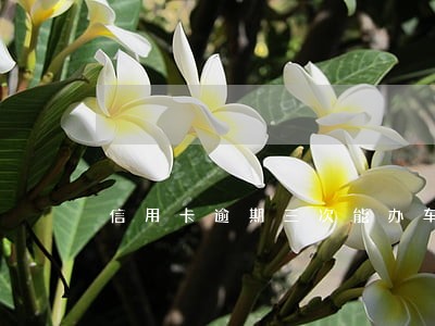 信用卡逾期三次能办车贷吗 信用卡逾期三次能办车贷吗