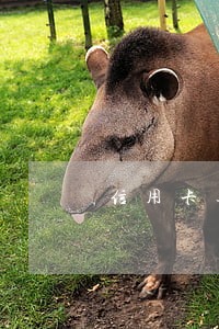 信用卡逾期三次能批吗 信用卡逾期三次能批吗