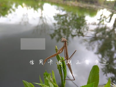 信用卡逾期三百多元