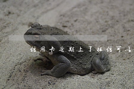 信用卡逾期上了征信可以撤回吗 信用卡逾期上了征信可以撤回吗