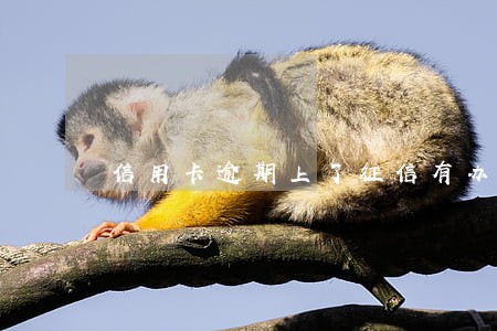 信用卡逾期上了征信有办法消除吗 信用卡逾期上了征信有办法消除吗