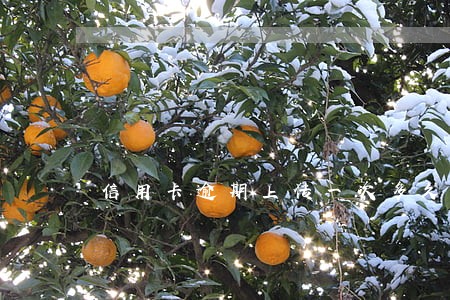 信用卡逾期上传一次多久恢复 信用卡逾期上传一次多久恢复