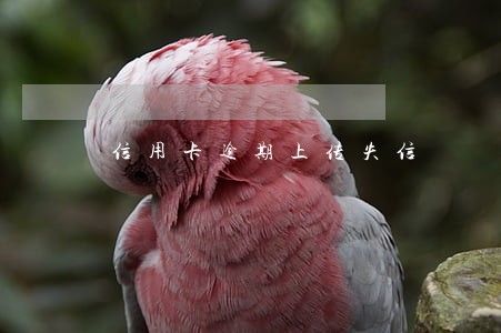 信用卡逾期上传失信 信用卡逾期上传失信