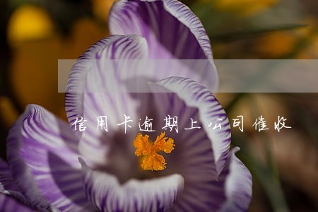 信用卡逾期上公司催收 信用卡逾期上公司催收