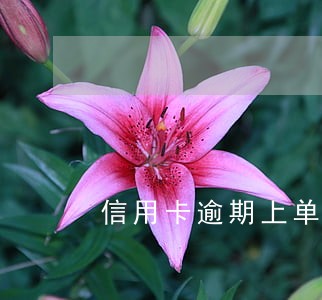 信用卡逾期上单位可以拍照