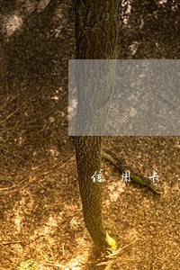 信用卡逾期上岸经历 信用卡逾期上岸经历