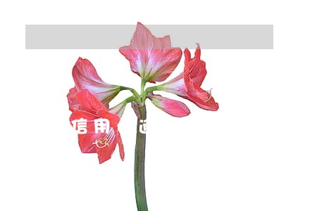 信用卡逾期上征信2年了 信用卡逾期上征信2年了