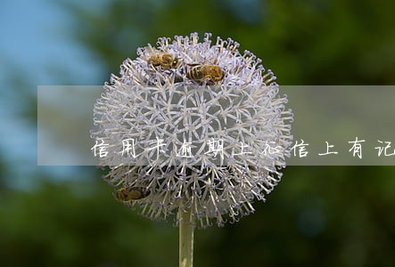 信用卡逾期上征信上有记录 信用卡逾期上征信上有记录