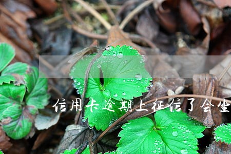 信用卡逾期上征信了会坐牢吗