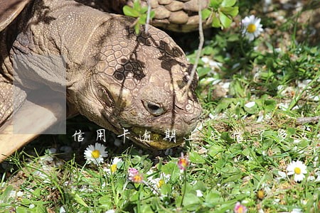 信用卡逾期上征信了多久才会消 信用卡逾期上征信了多久才会消