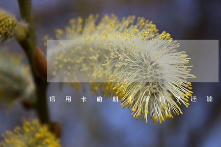 信用卡逾期上征信了还能参军吗 信用卡逾期上征信了还能参军吗
