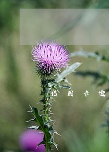 信用卡逾期上征信卡片已注销
