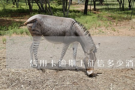 信用卡逾期上征信多少消除 信用卡逾期上征信多少消除