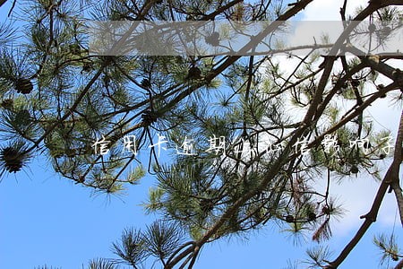 信用卡逾期上征信影响子女吗 信用卡逾期上征信影响子女吗
