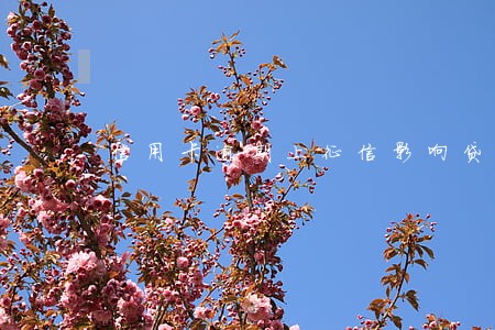 信用卡逾期上征信影响贷款吗 信用卡逾期上征信影响贷款吗
