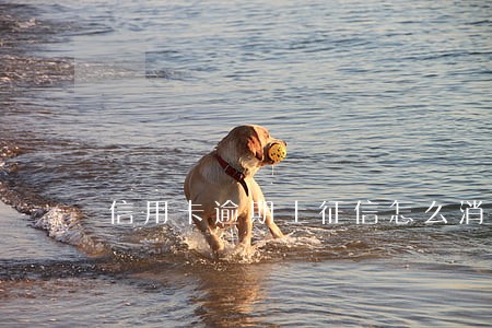 信用卡逾期上征信怎么消 信用卡逾期上征信怎么消
