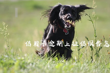 信用卡逾期上征信报告怎么办 信用卡逾期上征信报告怎么办