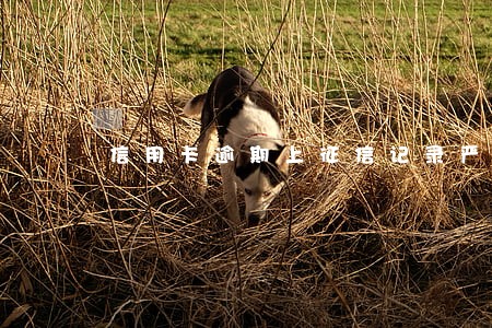 信用卡逾期上征信记录严重 信用卡逾期上征信记录严重