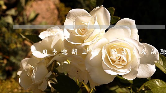 信用卡逾期上征信记录多久消除 信用卡逾期上征信记录多久消除