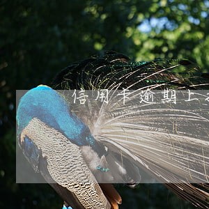 信用卡逾期上扣除家人财产 信用卡逾期上扣除家人财产
