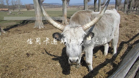 信用卡逾期上报后还清