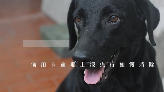 信用卡逾期上报央行如何消除 信用卡逾期上报央行如何消除