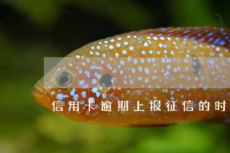 信用卡逾期上报征信的时间 信用卡逾期上报征信的时间