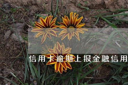 信用卡逾期上报金融信用信息 信用卡逾期上报金融信用信息